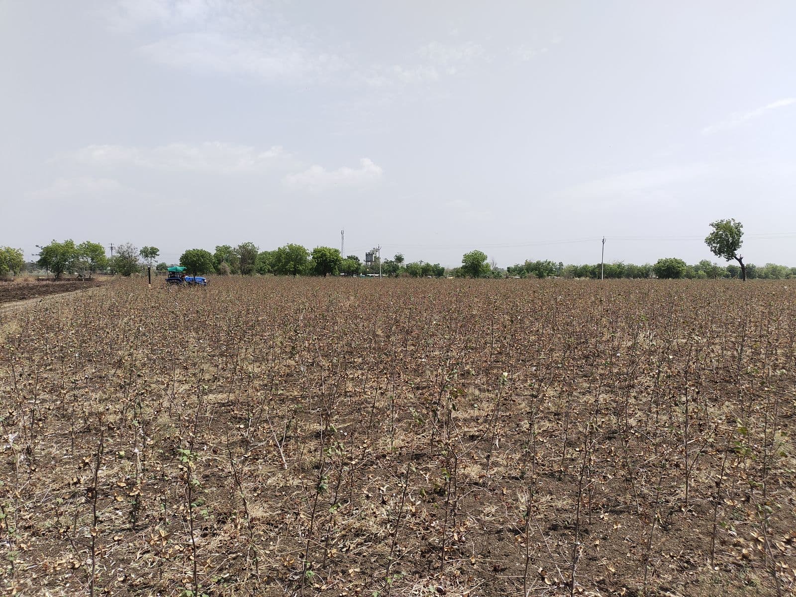 Cotton stalk field ready for collection